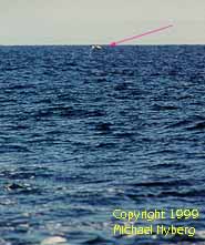 More fuzzy dolphin pictures! Copyright 1999 Michael Nyberg