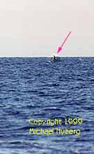 Typical fuzzy dolphin pictures. Copyright 1999 Michael Nyberg