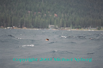 Email me for pricing (5x7's are $6)